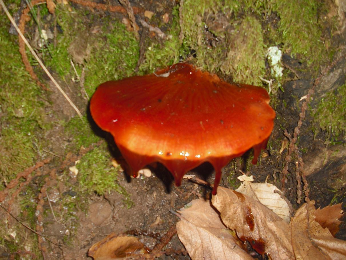 Finalmente dopo tanta acqua arrivano i funghi in Sicilia!